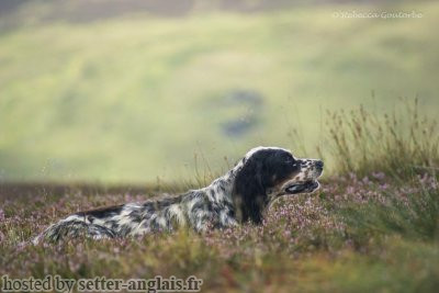 Setter Anglais ARCHIE ME LAD AT UPPERWOOD